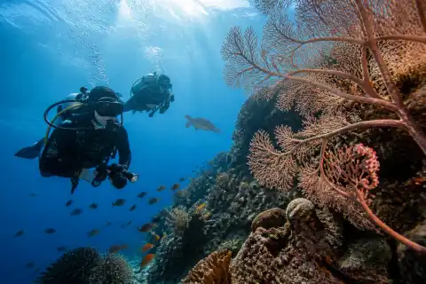 Scuba divers at a coral wall with a gorgonian fan and a pygmy seahorse in clear Anda reef water