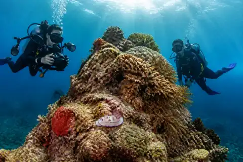 Scuba divers exploring a coral-covered submerged pinnacle with visible macro life