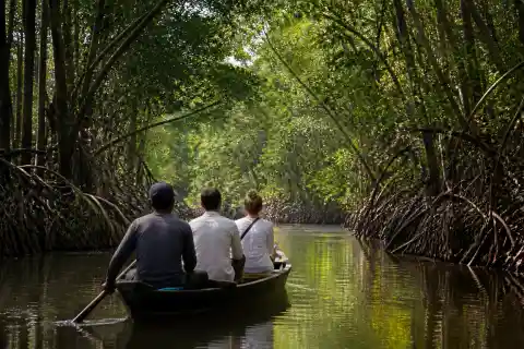 Small boat in a shaded mangrove channel with exposed roots and canopy
