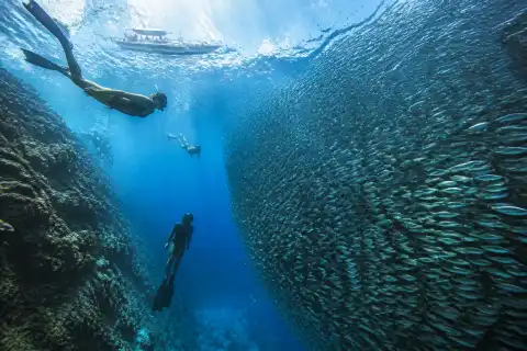 Snorkelers watching a dense school of sardines near a reef wall off Panagsama Beach