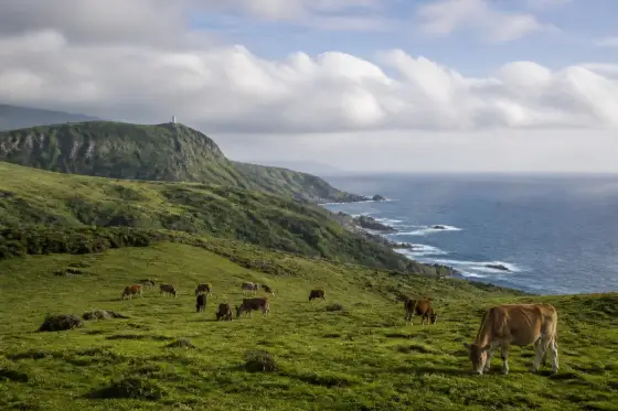 Rolling green pasture at Racuh a Payaman with grazing cattle and distant coastline