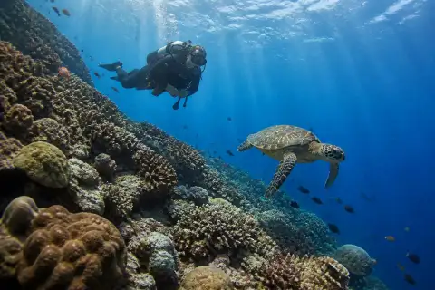 Scuba diver hovering above a sloping coral reef with a sea turtle at Apo Island
