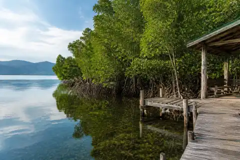 Mangrove edge and weathered boardwalk at Triboa Bay, Subic Bay Freeport