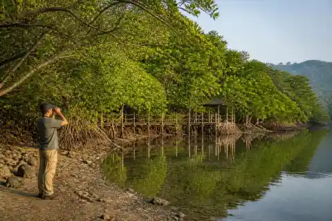 Mangrove edge and wooden boardwalk at Triboa Bay, Subic Bay Freeport