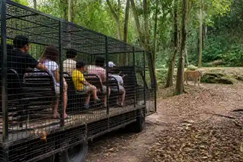Tiger Safari vehicle with a tiger at Zoobic Safari, Subic