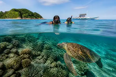 Snorkelers above coral reef with a green sea turtle near Apo Island shore