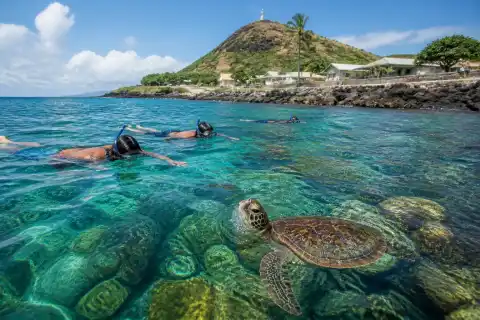 Snorkelers and a green sea turtle over coral reef near Apo Island's shoreline