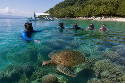 Snorkelers observing a green sea turtle over Apo Island reef