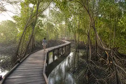 Wooden boardwalk winding through Bakawan mangroves in Biday, San Fernando