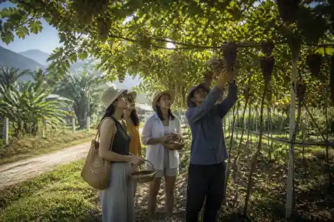 Visitors picking grapes beneath trellised vines at a Bauang vineyard in La Union