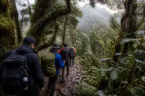 Hikers on a mossy montane forest trail in the Mount Kitanglad Range
