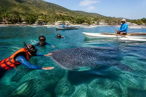 Snorkeler beside a whale shark with paddle boats near Tan‑awan, Oslob