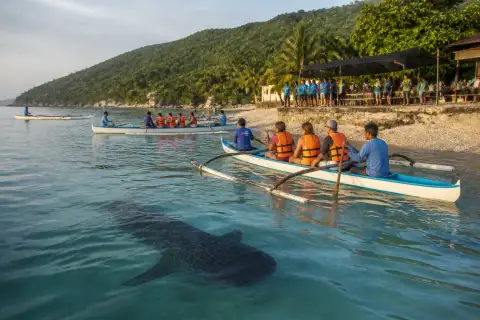 Paddle boats and visitors observing a whale shark near Tan-awan shoreline at sunrise
