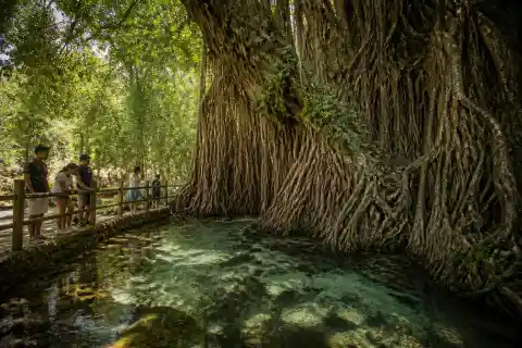 Old Enchanted Balete Tree with its spring pool and exposed root mass in Lazi, Siquijor