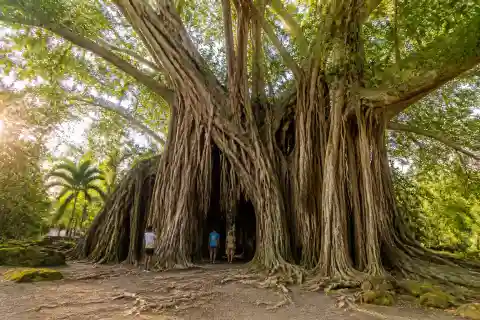 Millennium Balete tree with expansive aerial roots and visitors for scale at Balete Park, Maria Aurora