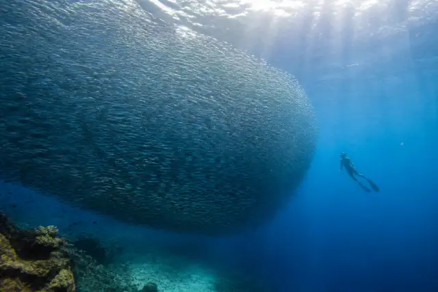 Snorkeler silhouette beside a dense sardine school off Moalboal